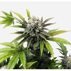 Vanilla Diesel genetics, Фасовка: 5+2